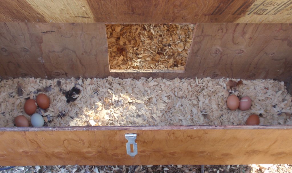 best nesting boxes for first-time layers
