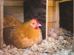 Chicken Nesting