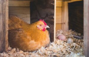 Chicken Nesting