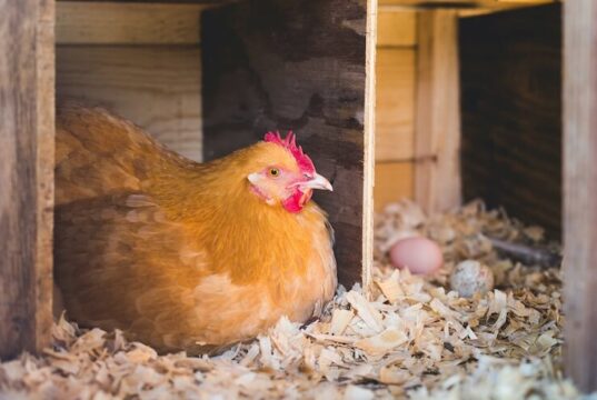 Chicken Nesting