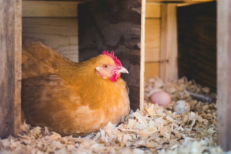 signs a hen is about to lay