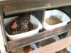 Chicken Nesting