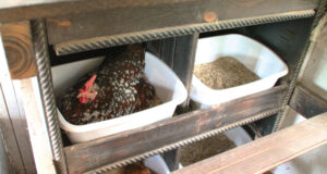 Chicken Nesting