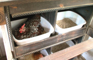 Chicken Nesting