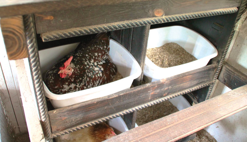 nesting boxes for small chicken coops