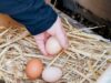 Chicken Nesting