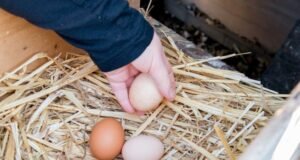 Chicken Nesting