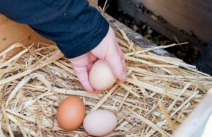 Chicken Nesting