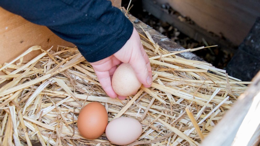 why hens fight over nesting boxes