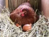 Chicken Nesting
