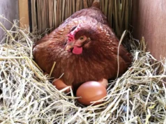Chicken Nesting