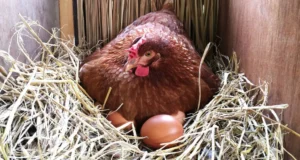 Chicken Nesting