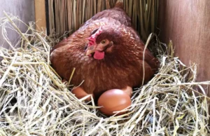 Chicken Nesting
