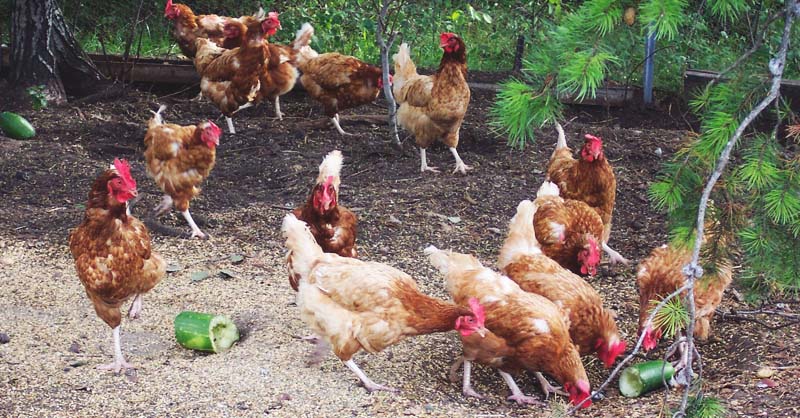 how to ferment chicken feed naturally