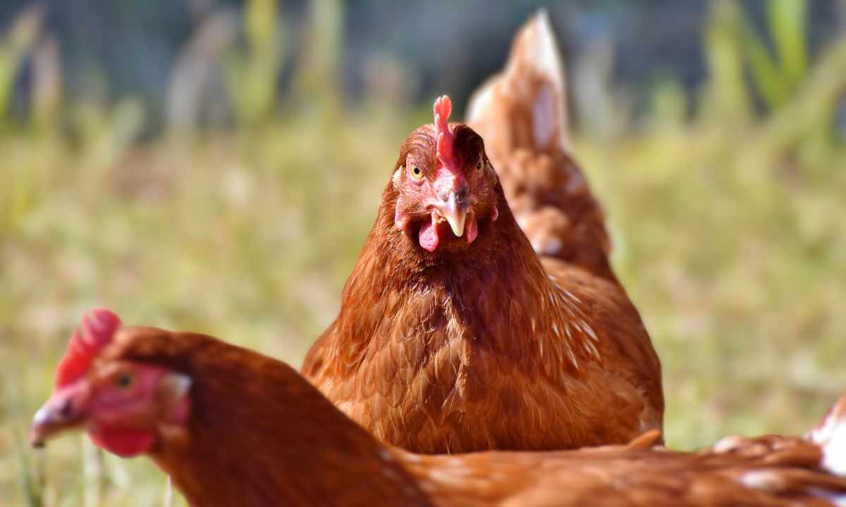 how to treat respiratory infections in chickens naturally