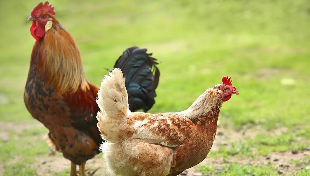 how to use mint for chicken health