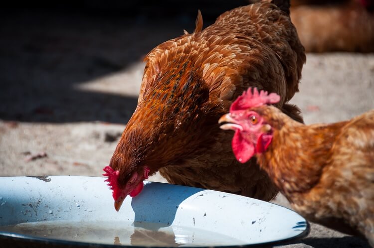 how to prevent frostbite in chickens naturally