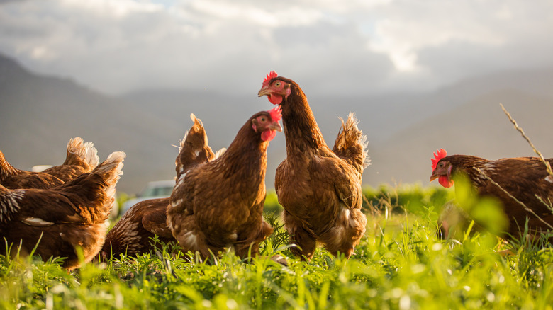 how to ferment chicken feed naturally