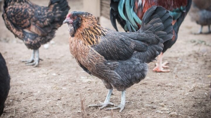 how to treat chicken diarrhea naturally