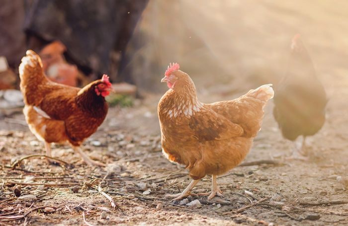how to keep chickens warm naturally in winter