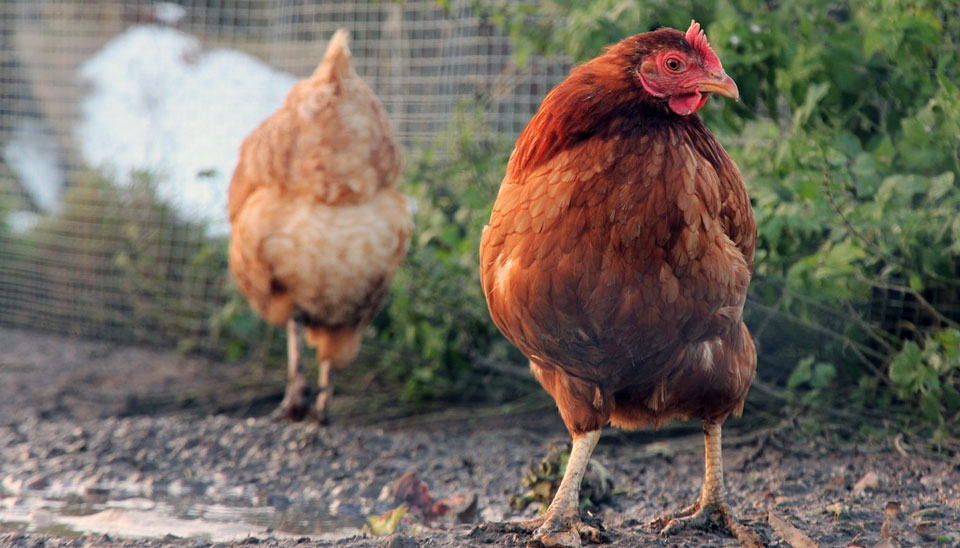 how to use garlic for chicken health
