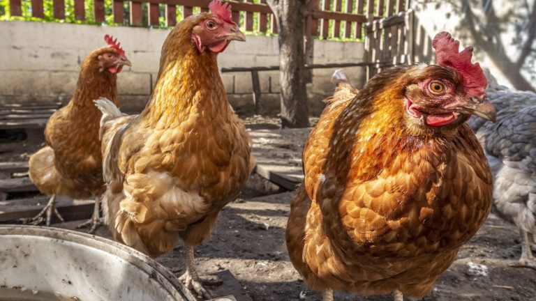 how to use sage for chickens