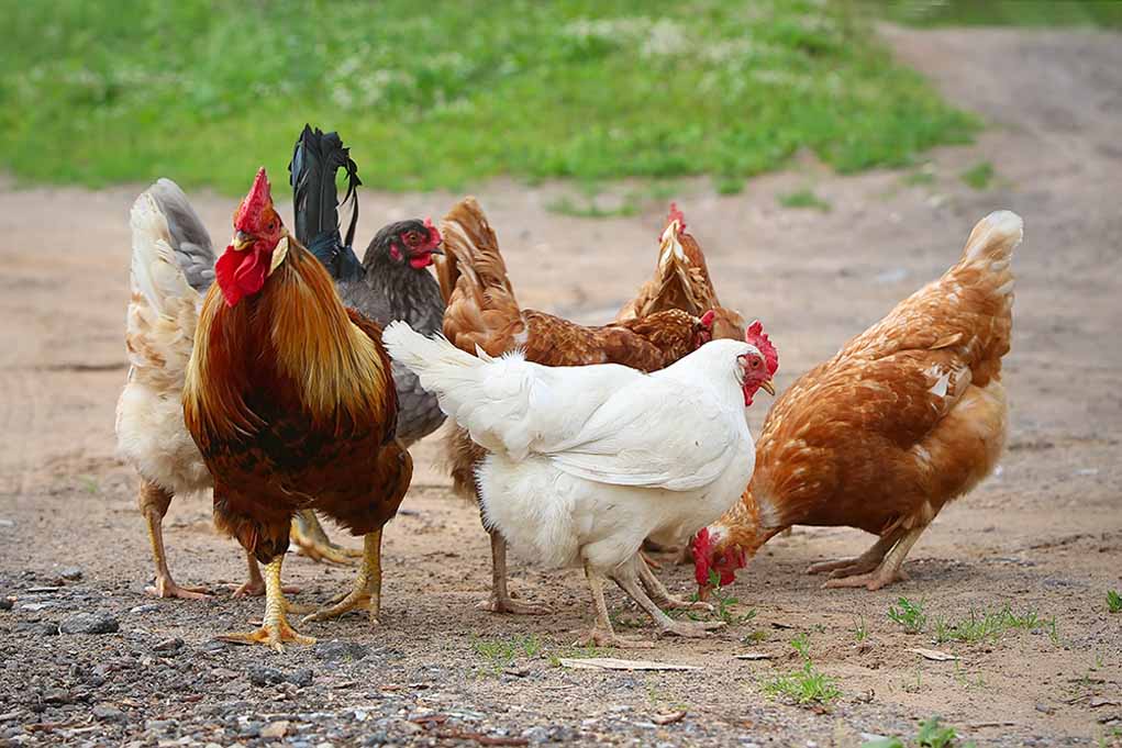 how to prevent chick illness naturally