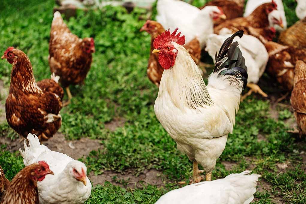 what herbs act as natural calcium sources for hens