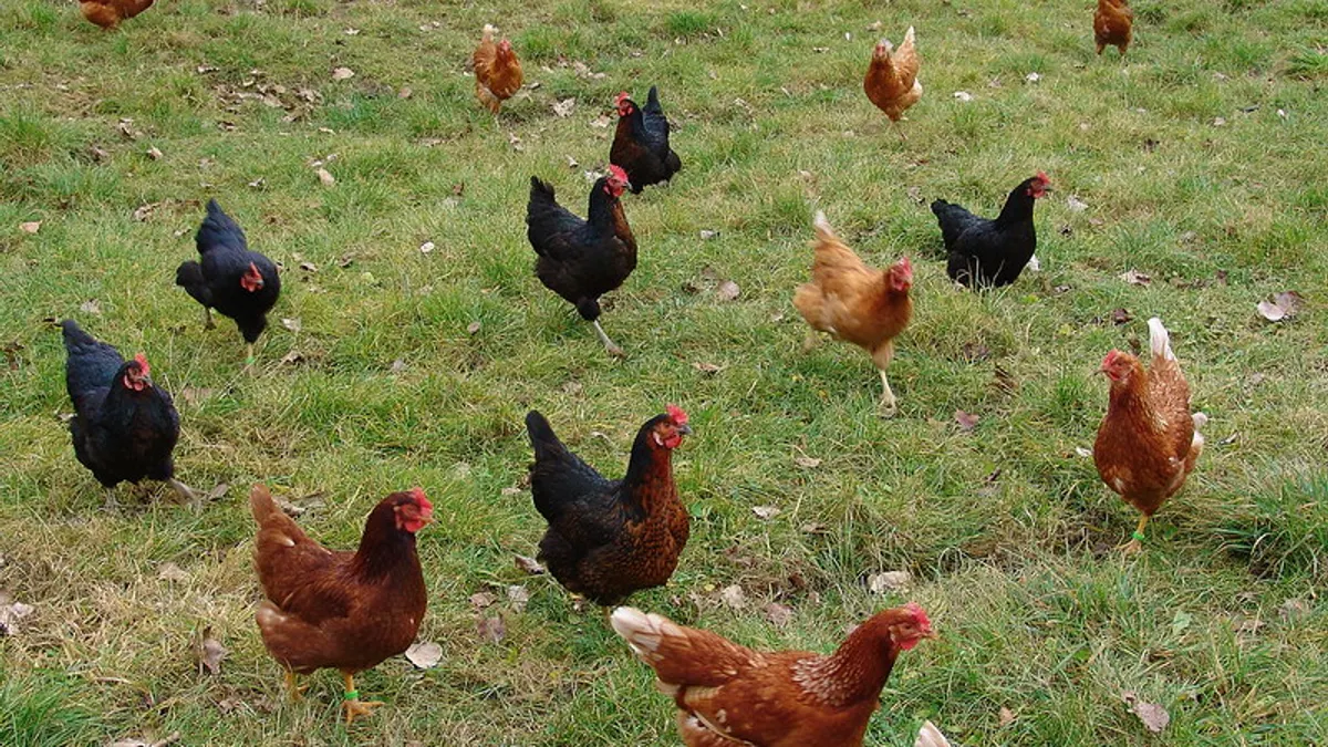 how to treat respiratory infections in chickens naturally