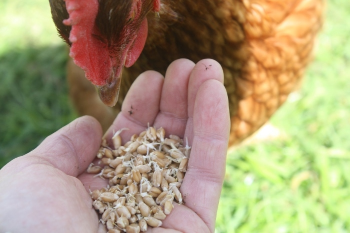 how to make a chicken wound salve