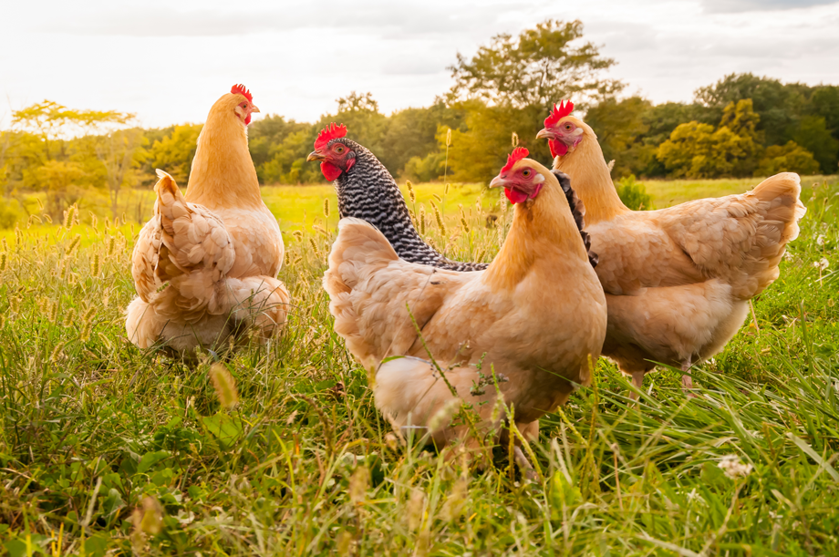 what is the best herbal tonic for chickens