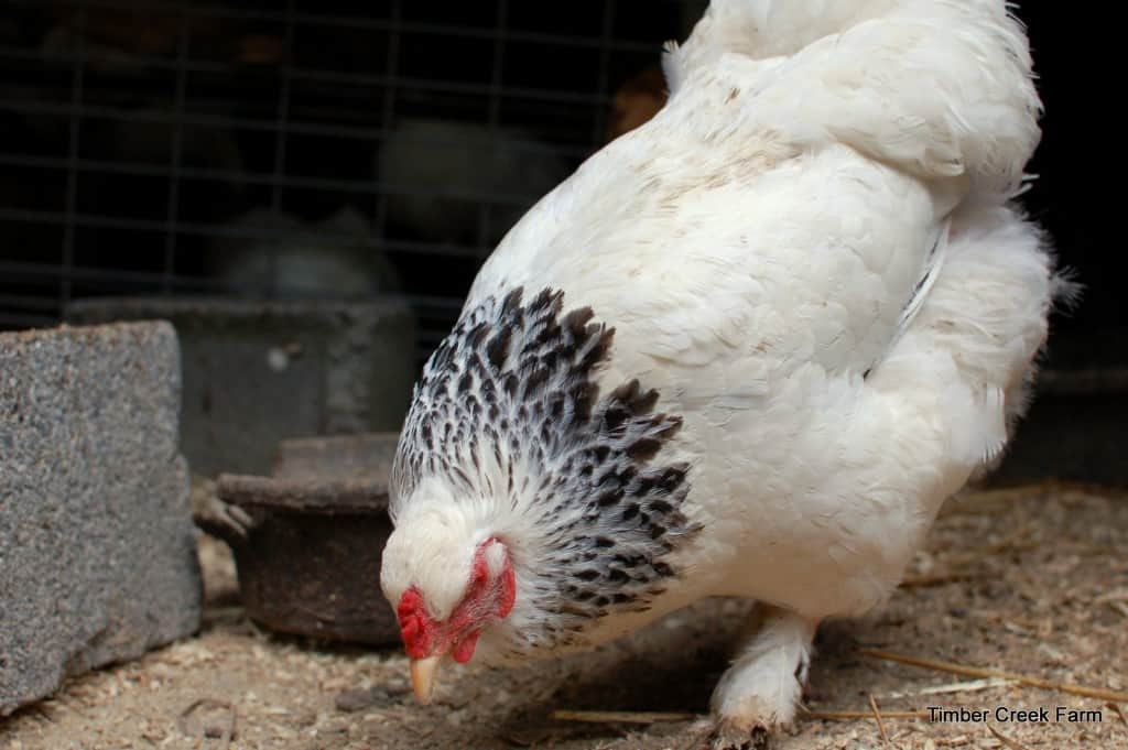 what herbs help chicks grow