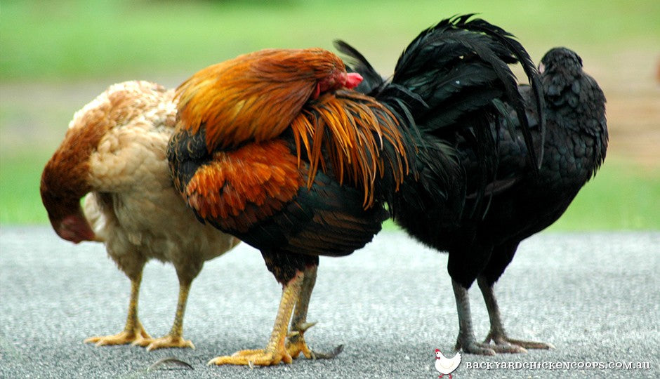 what herbs help egg production in chickens