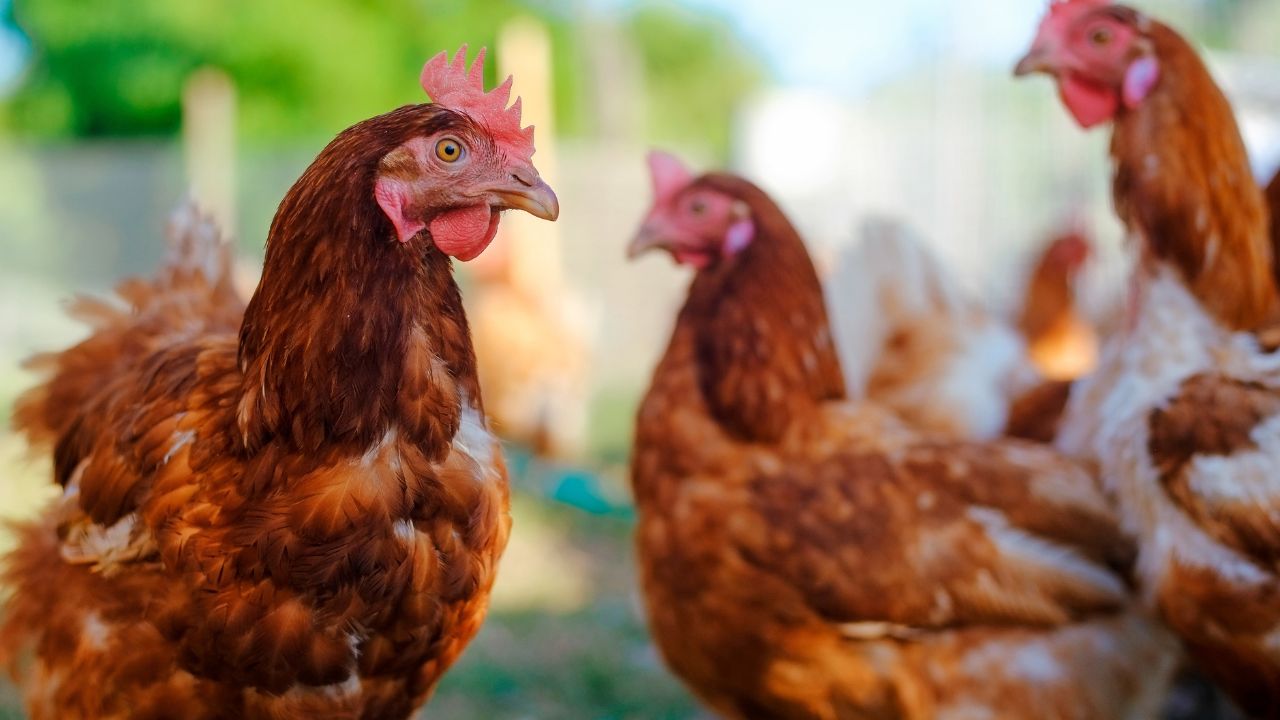 how to use rosemary for chickens