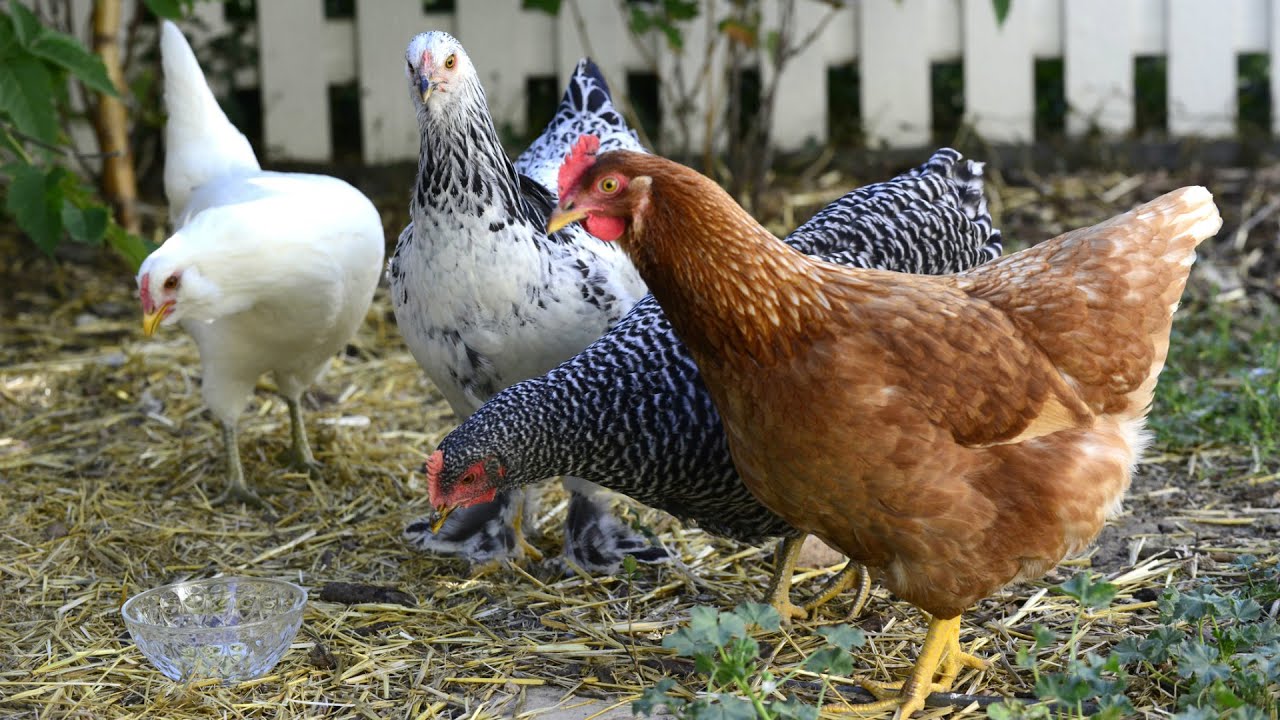 how to prevent frostbite in chickens naturally
