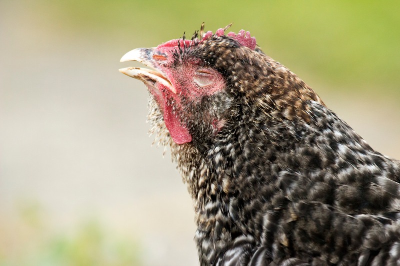 how to boost chicken immunity naturally