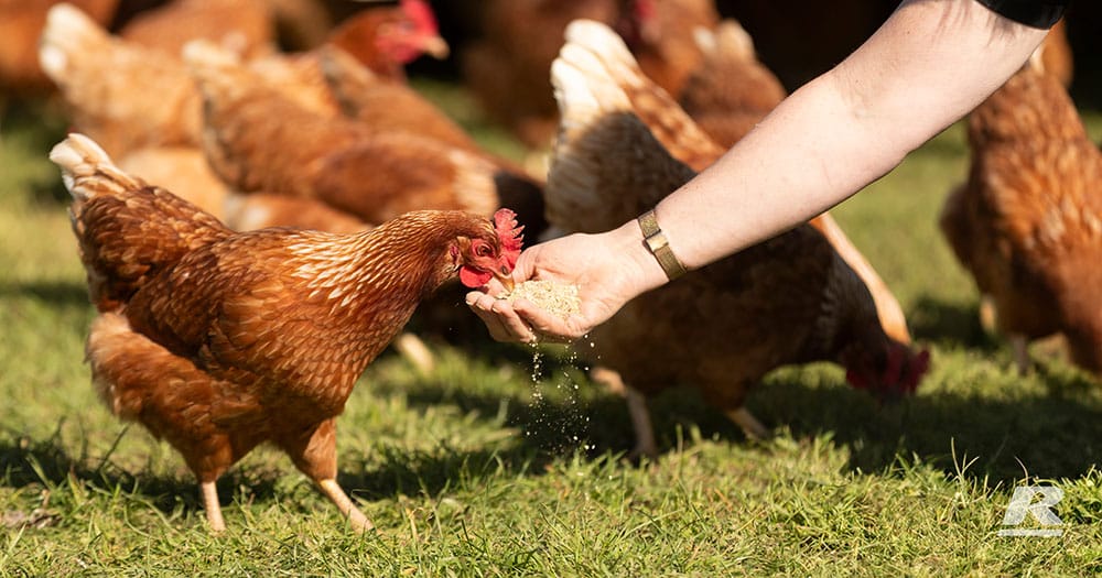what flowers are safe for chickens to eat