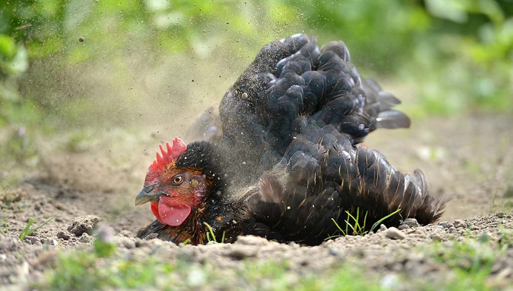 how to boost chicken immunity naturally