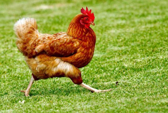 How to make a natural herbal dewormer Natural Remedies