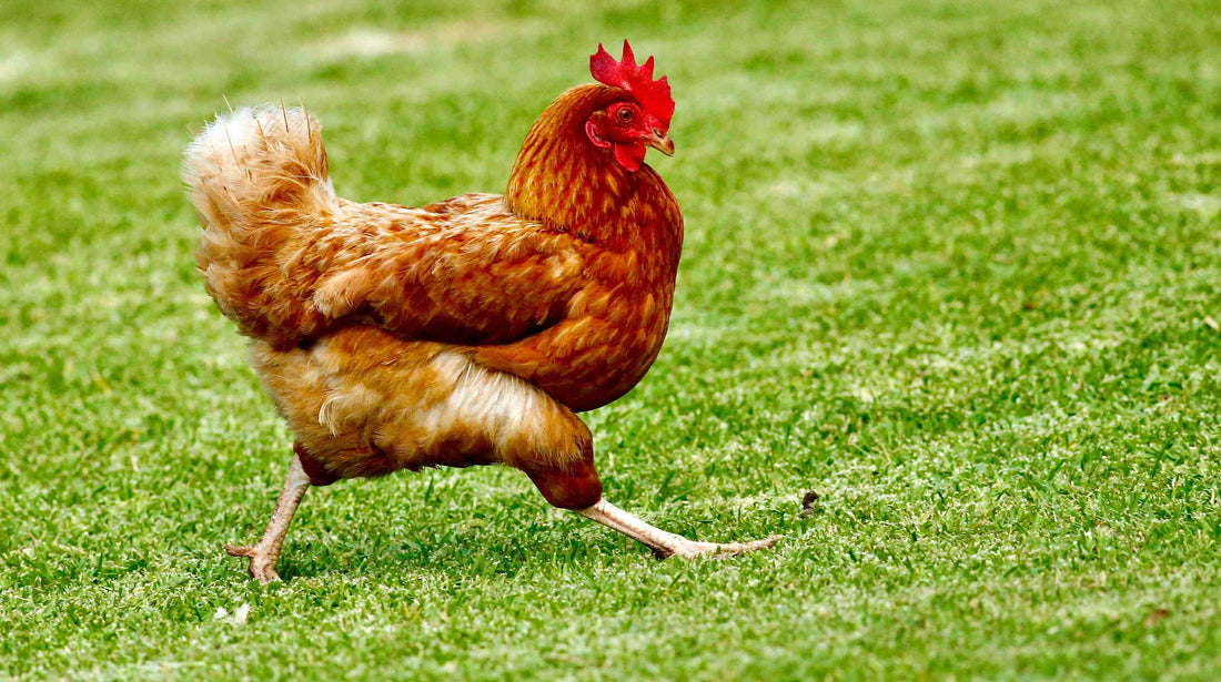 how to use garlic for chicken health