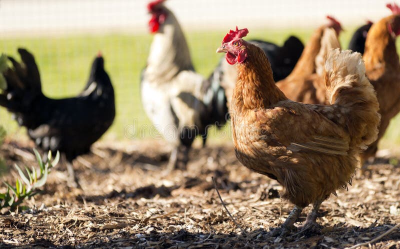 what herbs deter predators from chicken coops