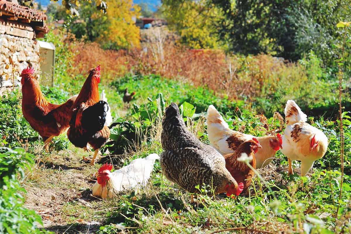 how to use oregano oil for chickens