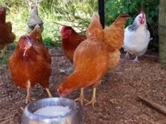 How to keep chickens cool naturally in summer Natural Remedies
