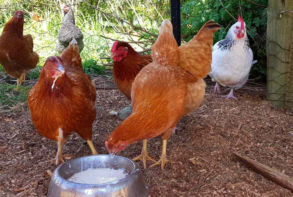 how to use echinacea for chickens