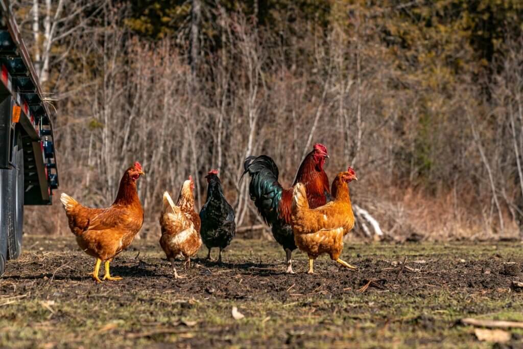 how to make probiotics for chickens at home