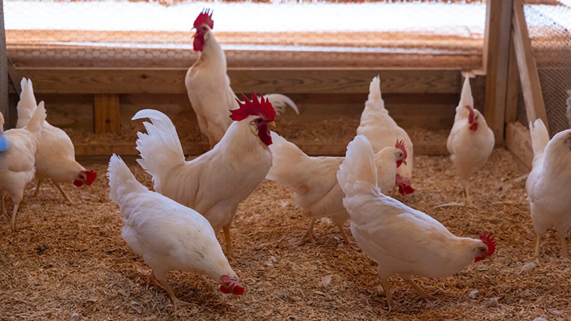 how to dry herbs for chickens