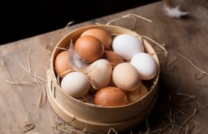 Chicken Incubator
