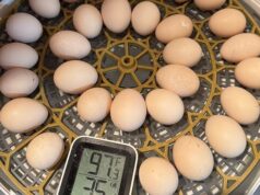 Chicken Incubator