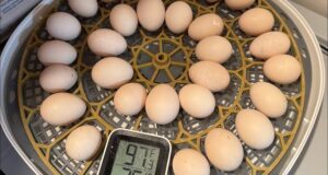 Chicken Incubator