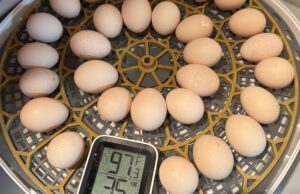 Chicken Incubator